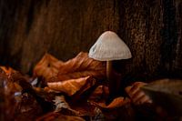 Mushroom