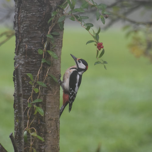 Pied Woodpecker