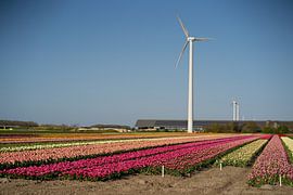 tulpenfelder die niederlande von Kim Groenendal