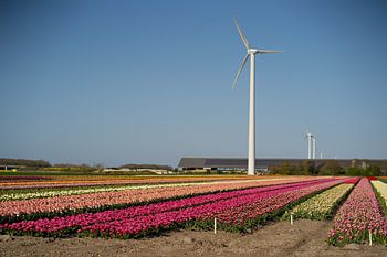 tulpenfelder die niederlande
