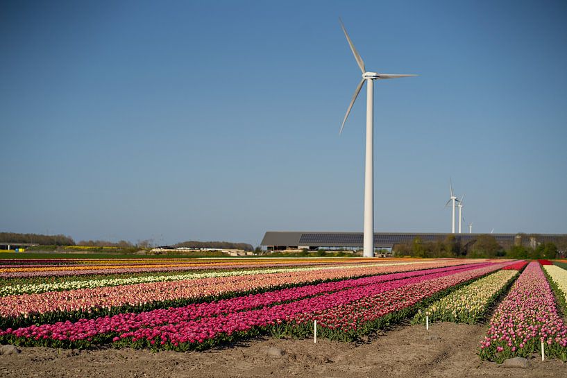 tulip fields the netherlands by Kim Groenendal