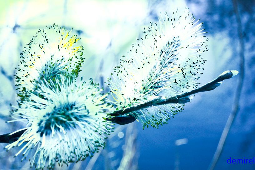 lente by sarp demirel