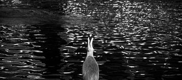 Heron and water.  by Godelieve Luijk