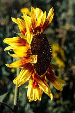 Flowering sunflower by Dieter Walther