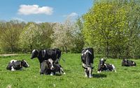 Voorjaars moeheid, koeien in het weiland van Leo Langen thumbnail