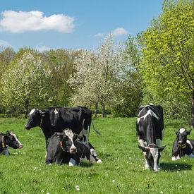 Voorjaars moeheid, koeien in het weiland von Leo Langen
