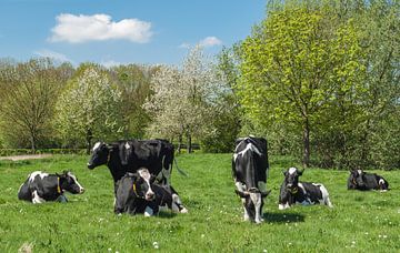 Voorjaars moeheid, koeien in het weiland van Leo Langen