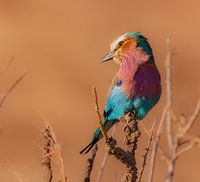 Lilac breasted Roller in aqua blue and purple pink colors
