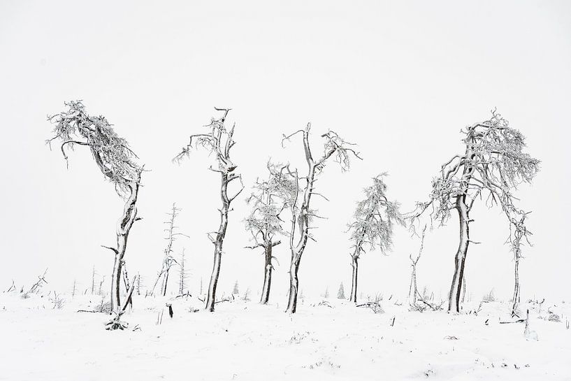 Noir Flohay 5 von visitlimburg