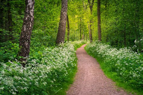 Sentier forestier au printemps avec cerfeuil sauvage en fleurs