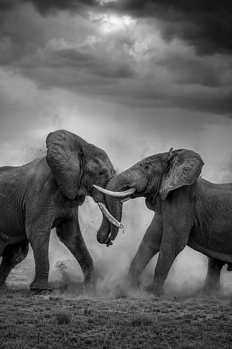 Clash of Giants – Schwarz-Weiß-Elefanten-Wanddekoration – Beeindruckende Tierfotografie – Afrikanische Elefanten – Luxuriöse Safari-Wandkunst