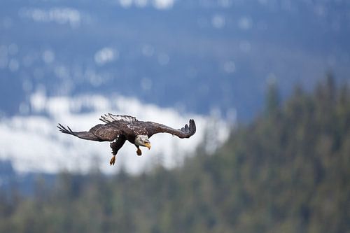 Bald eagle flying by Menno Schaefer