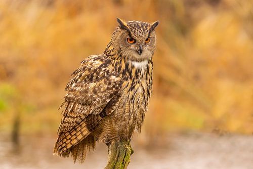 Oehoe, Bubo bubo
