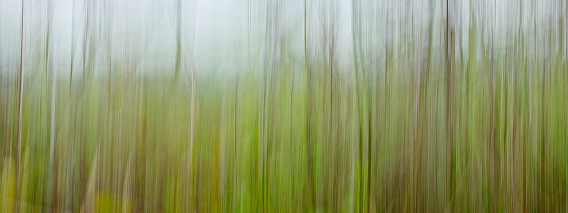 Reeds with ICM photography (panorama) by Fotografie Jeronimo