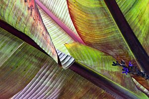Bananenblätter im warmen Herbstlicht