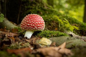 Fliegenpilz im Dijkgat-Wald neben Baumwurzeln, umgeben von herbstlich gefärbten Blättern