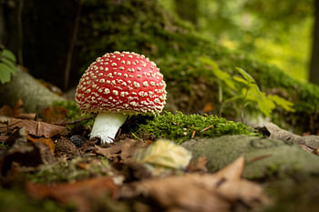 Fliegenpilz im Dijkgat-Wald neben Baumwurzeln, umgeben von herbstlich gefärbten Blättern