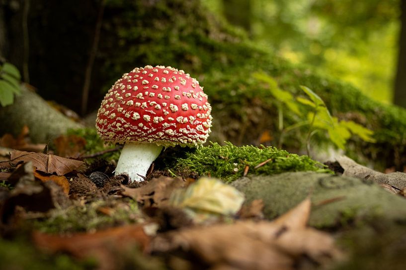L'amanite tue-mouches dans la forêt de Dijkgat à côté des racines d'arbres entourées de feuilles colorées en automne. par Bram Lubbers