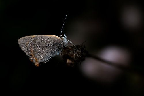 Kleine vuurvlinder