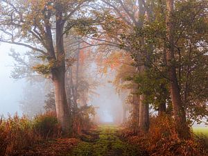 L'avenue enchantée des arbres dans le brouillard de Drunen