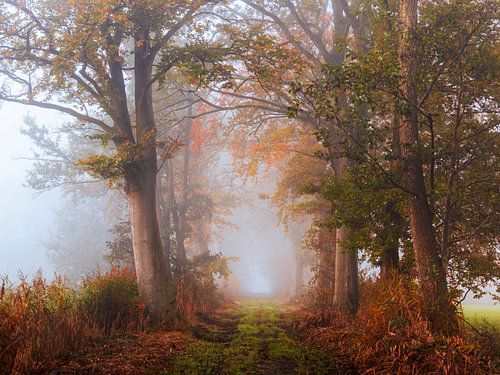 Betoverende Bomenlaan in de Mist van Drunen