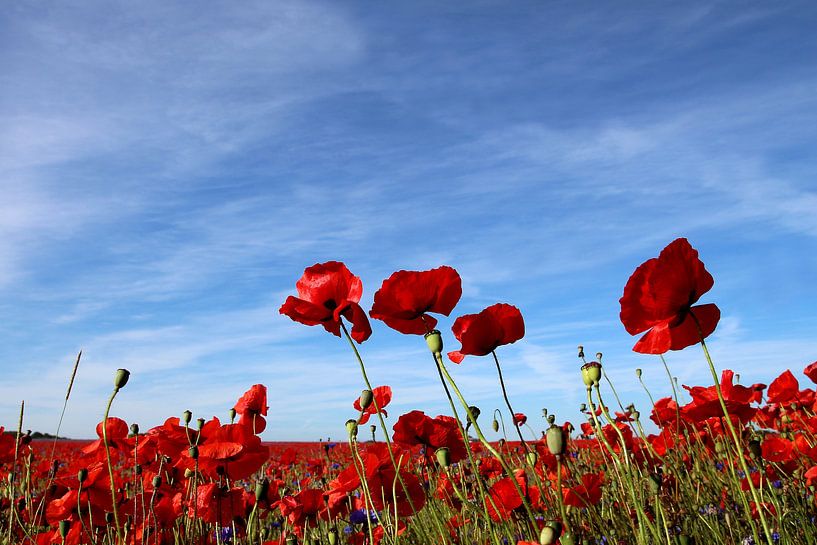 papaver par Ostsee Bilder