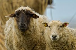 Sheep on dry land. by Willem Van Norel
