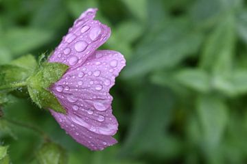 A wild purple flower in the garden by Claude Laprise