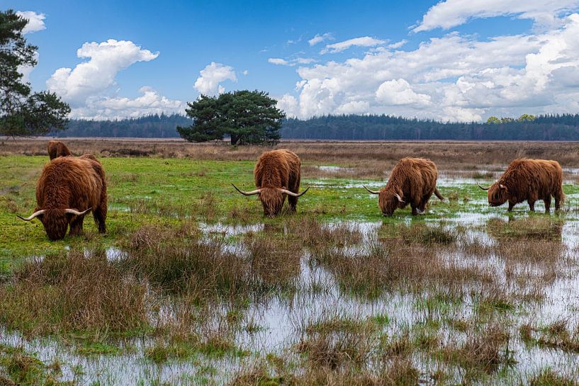 Scottish Highlanders grazing in the water. by Brian Morgan