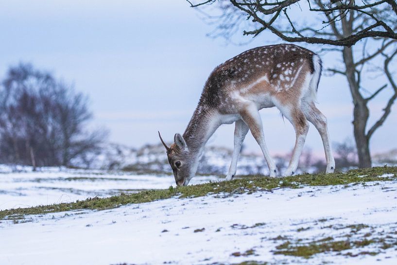 Damhirsch mit Sonnenuntergang im Schnee von Anne Zwagers