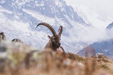 Steenbok in de bergen | Landschapsfotografie Chamonix van Merlijn Arina Photography