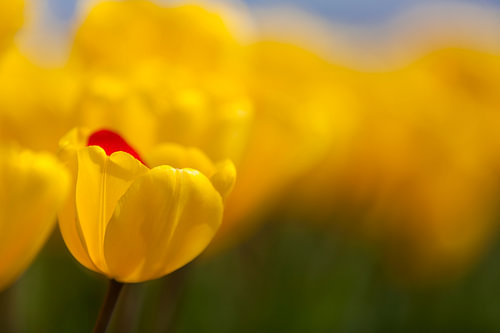 Tulpen