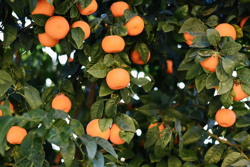 Spanish oranges | Spain | Orange | Fruit by Mirjam Broekhof
