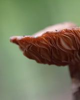Pilz in Nahaufnahme