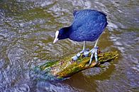 Meerkoet op de Kralingse Plas, Rotterdam van Frans Blok thumbnail