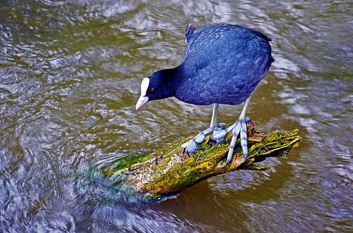 Coot on Lake Kralingen, Rotterdam