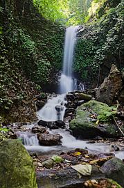 Flüstern des „'“ auf Sumatra von Frank Photos