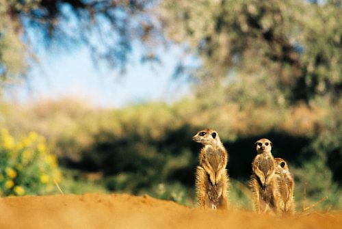 Meerkats in the sun, south africa