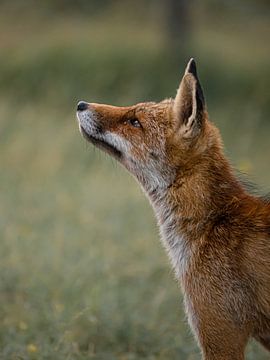 Le renard curieux sur Larissa Geuke