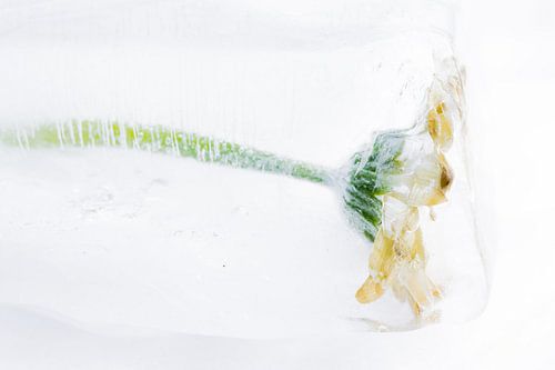 Flower in ice