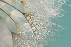 Spring feeling! Water droplets on the fluff of the Tragopogon by Marjolijn van den Berg