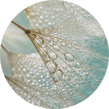 Lentegevoel! Waterdruppeltjes aan de pluisjes van de Tragopogon van Marjolijn van den Berg