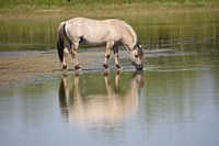 konik horse
