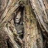Versteckter Buddha, Kambodscha von Rietje Bulthuis
