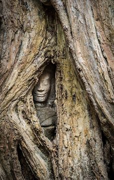 Versteckter Buddha, Kambodscha von Rietje Bulthuis