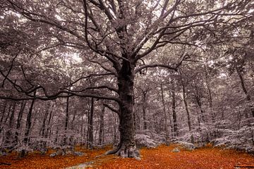 Majestic oak by Tanja Voigt