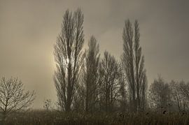 Pappeln im Nebel