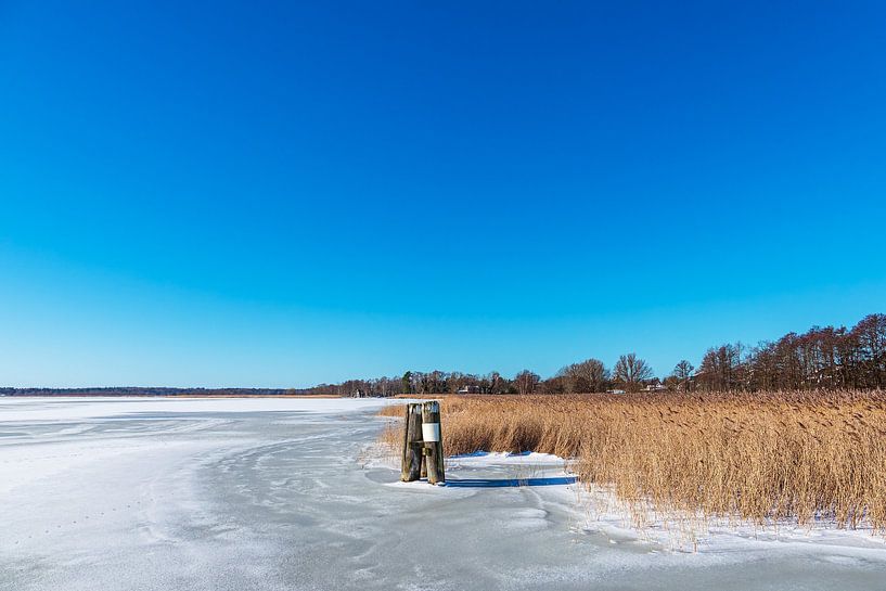 Reeds and dolphins on the Bodden near Wieck on the Fischland-Darß in the by Rico Ködder