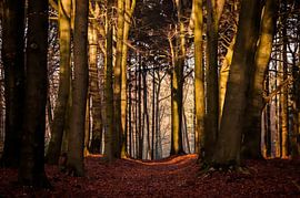 Donker herfstbos van Jan Diepeveen