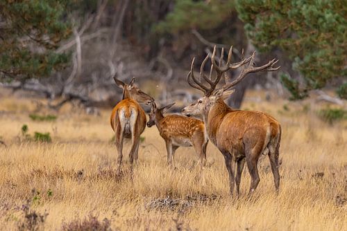Edelherten op de Hoge Veluwe, Nederland